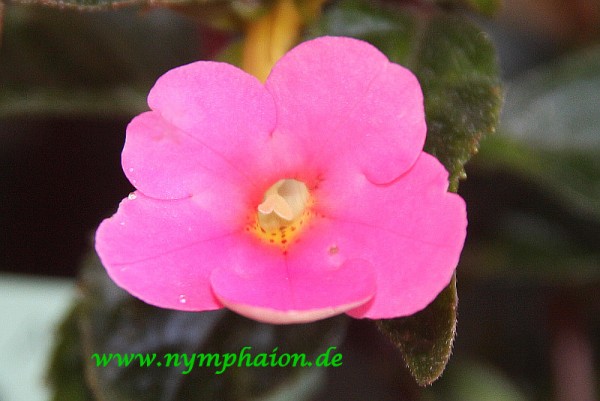 Achimenes `Charme` - Schiefteller