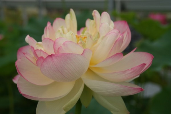 Nelumbo `Perry`s Super Star` - Lotosblume