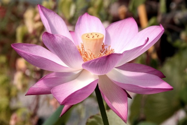 Nelumbo `Lavender Lady` - Lotosblume