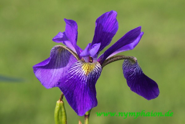Iris x robusta `Dark Aura` - Sumpfiris