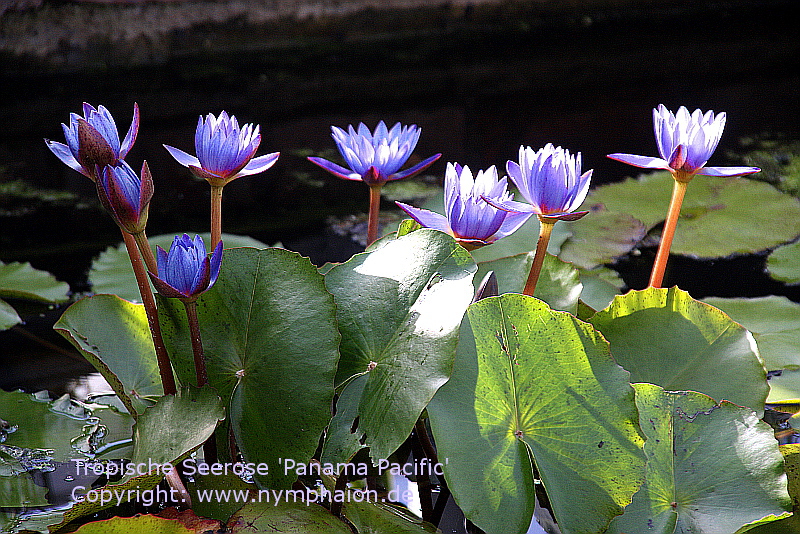 Nymphaea-Panama-Pacific-05-06-14-01a