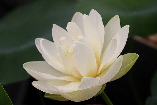 Nelumbo `Elfenreigen` - Lotosblume