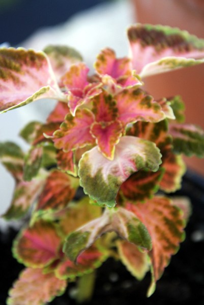 Solenostemon `Coral Sunset` - Buntnessel