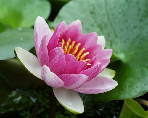 Nymphaea `Masaniello` - Winterharte Seerose