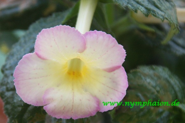Achimenes `Sugarland` - Schiefteller