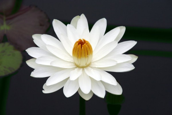 Nymphaea `Wood`s White Knight` - Tropische Seerose