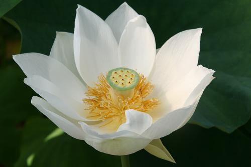 Nelumbo `Rhin`nyoren` - Lotosblume