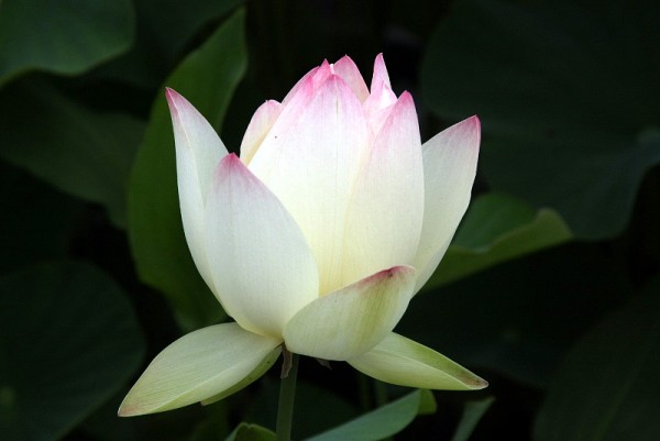 Nelumbo `Glen Gibson` - Lotosblume
