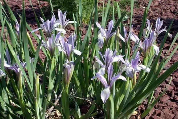 Iris lactaea 'Mix' - Milchiris