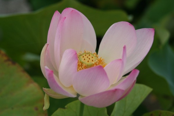 Nelumbo `Wolkenloser Himmel` - Lotosblume