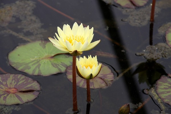 Nymphaea `Carlas Sonshine` - Tropische Seerose