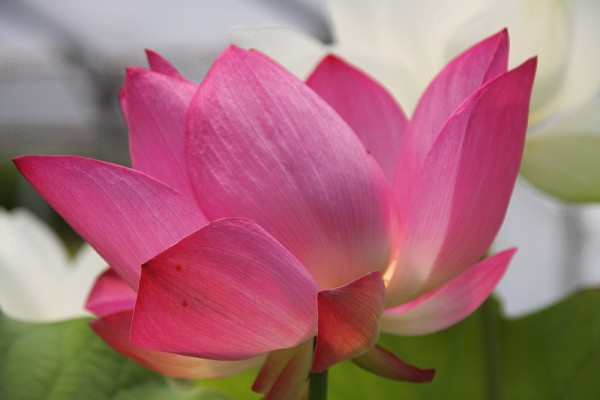 Nelumbo `Aurora` - Lotosblume