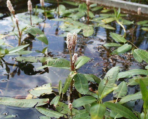 Persicaria amphibia [(L.) Delarbre] - Wasserknöterich