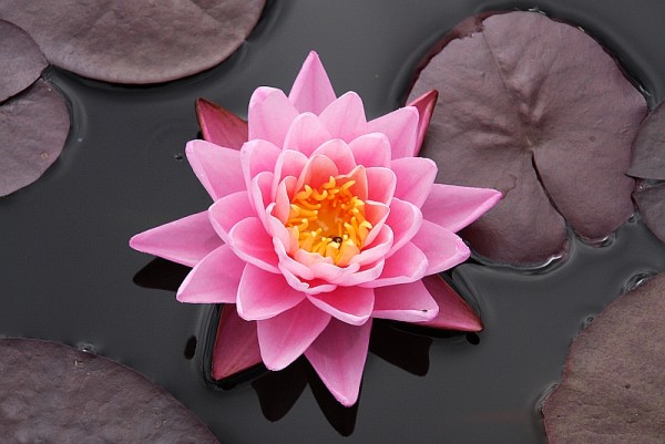 Nymphaea `Pink Sunrise` - Winterharte Seerose