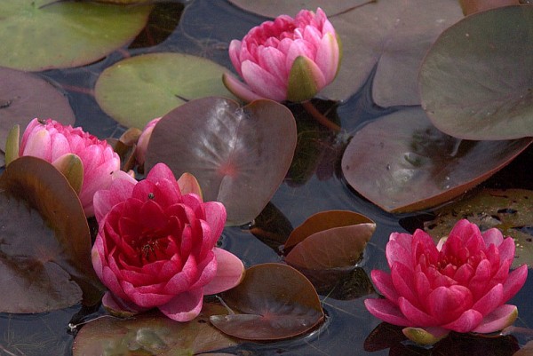 Nymphaea `Perry`s Red Dwarf` - Winterharte Seerose
