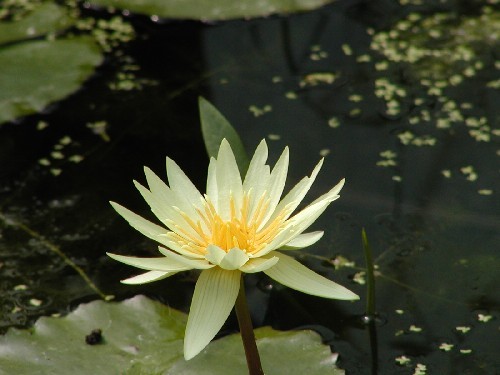 Nymphaea `St. Louis Gold` - Tropische Seerosenknolle