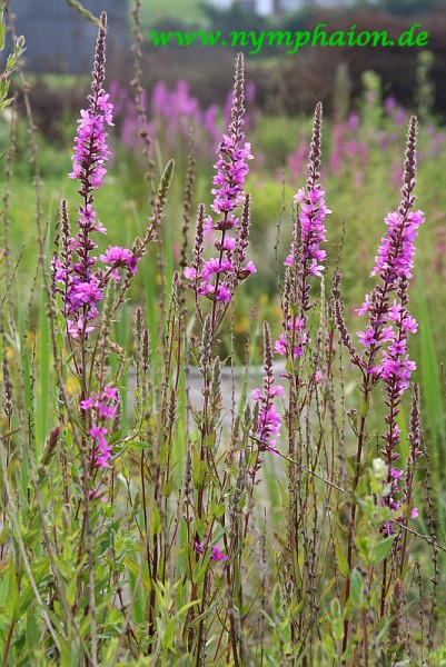 Lythrum virgatum `Dropmore Purple`- Ruten-Blutweiderich