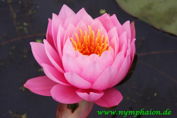 Nymphaea `Pink Ribbon' - Winterharte Seerose
