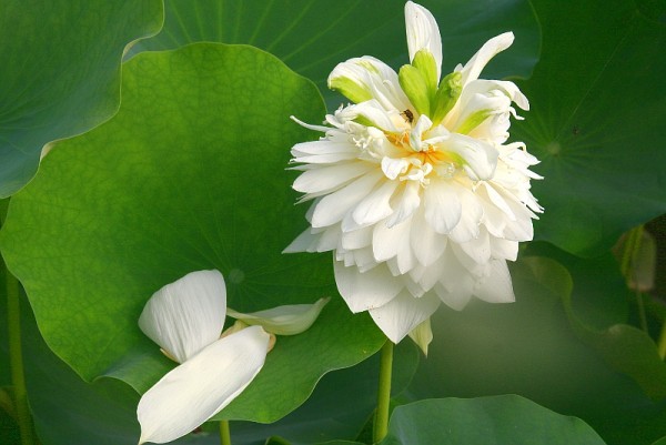 Nelumbo `Weisse Pfingstrose` - Lotosblume