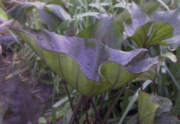 Colocasia esculenta `Tea Cups` - Taro