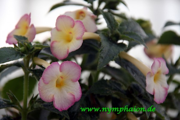 Achimenes `Hugues Aufray` - Schiefteller