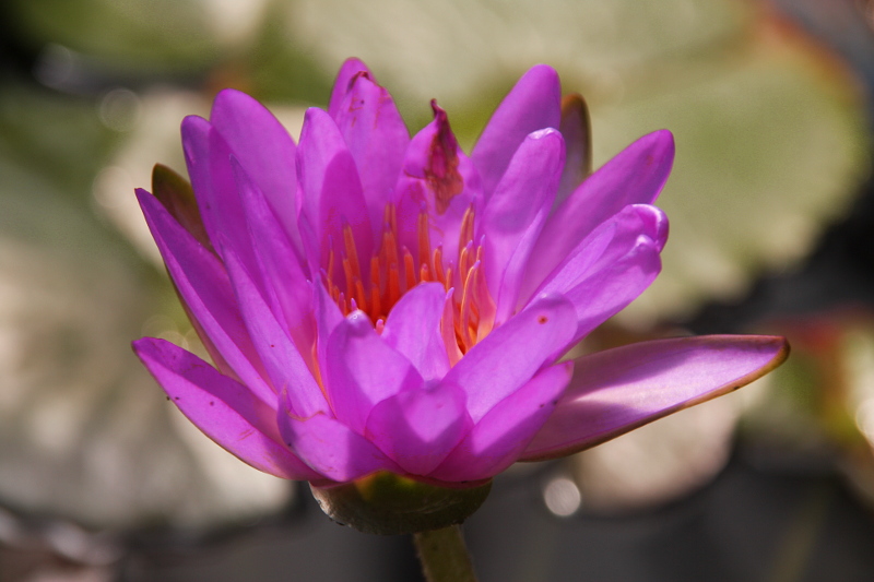 Nymphaea-Siam-Purple-2-19-08-18-01