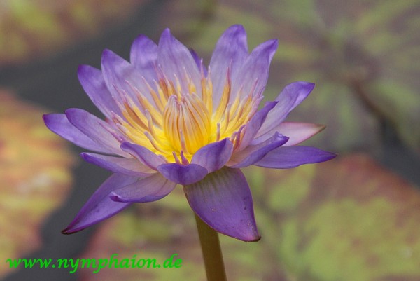 Nymphaea `Southern Charm`- Tropische Seerosenknolle