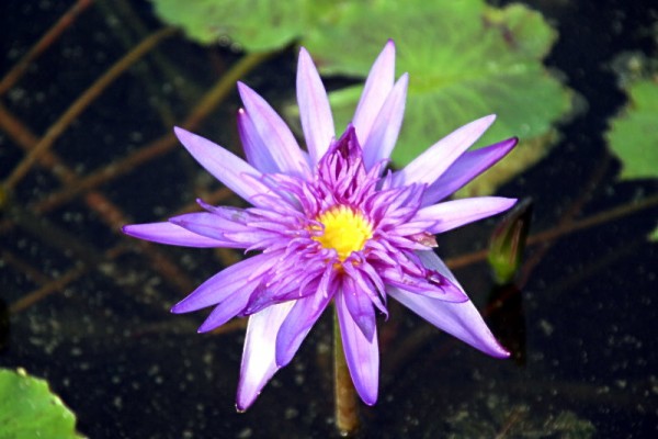 Nymphaea `Midnight` - Tropische Seerose