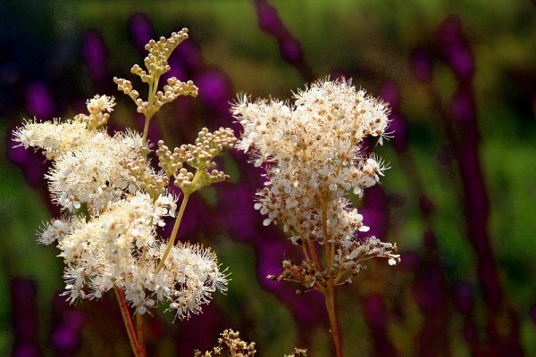Filipendula ulmaria `Plena` - Gefülltes Mädesüß