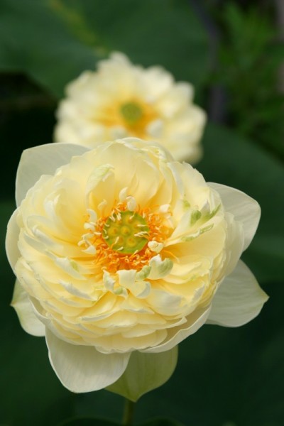 Nelumbo `Goldene Sonne` - Lotosblume
