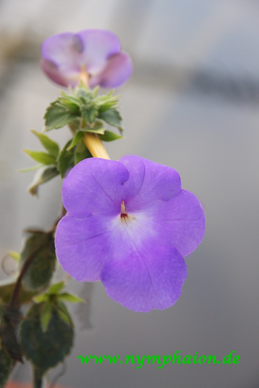 Schiefteller Achimenes /'Patens Major/'