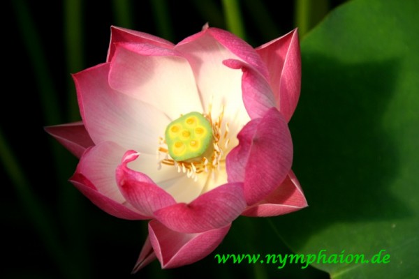 Nelumbo `Red Children` - Lotosblume