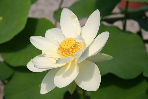 Nelumbo `Louise Slocum` - Lotosblume