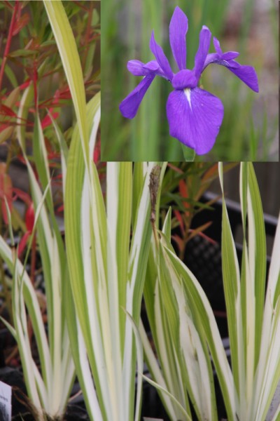 Iris laevigata `Variegata` - Asiatische Sumpfschwertlilie