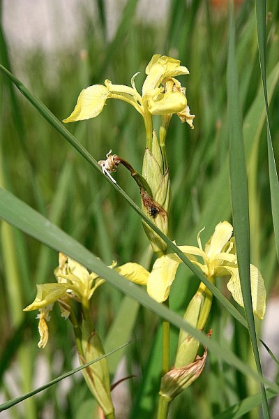Iris pseudacorus `Sulphur Queen` - Wasserschwertlilie
