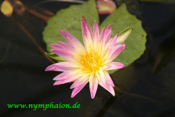 Nymphaea `Darcy Presnell` - Tropische Seerose