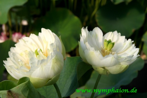 Nelumbo `Sweetheart` - Lotosblume