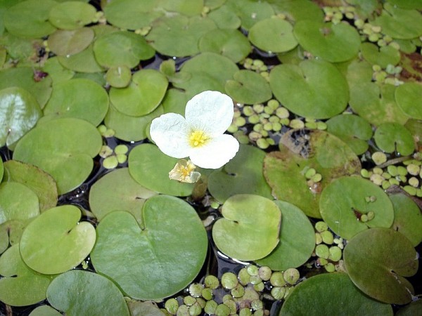 Hydrocharis morsus-ranae [L.] - Froschbiss-GROßPORTION