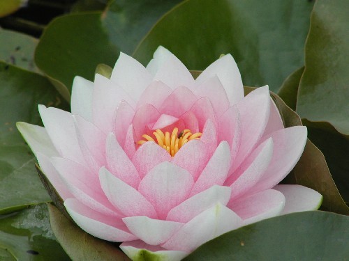 Nymphaea `Darwin` - Winterharte Seerose