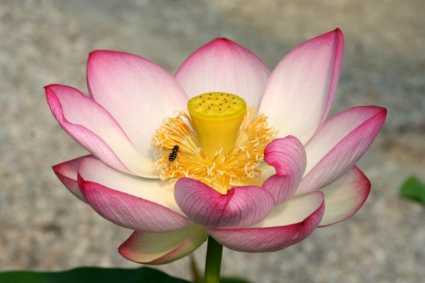 Nelumbo `Seika` - Lotosblume