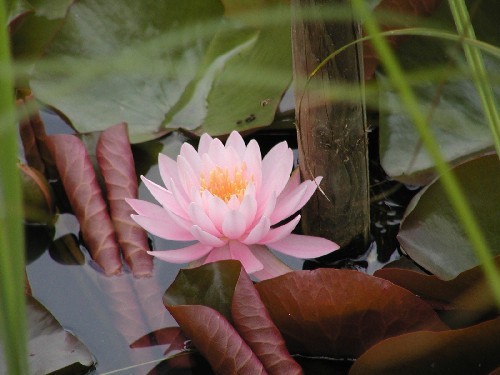 Nymphaea `Gretchen` - Winterharte Seerose