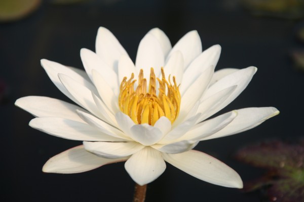 Nymphaea `Wood`s White Knight` - Tropische Seerose-Copy