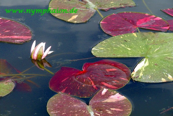 Nymphaea `Arc-en-Cièl` - Winterharte Seerose