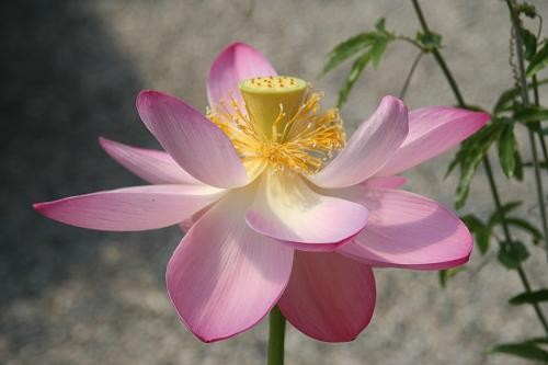 Nelumbo `Ogha Hasu` - Lotosblume
