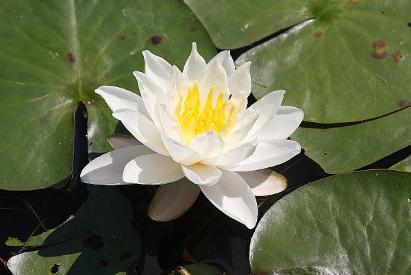 Nymphaea `Perry`s White Wonder` - Winterharte Seerose