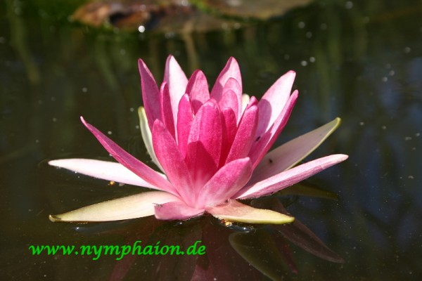 Nymphaea `Perry`s Red Bicolor` - Winterharte Seerose