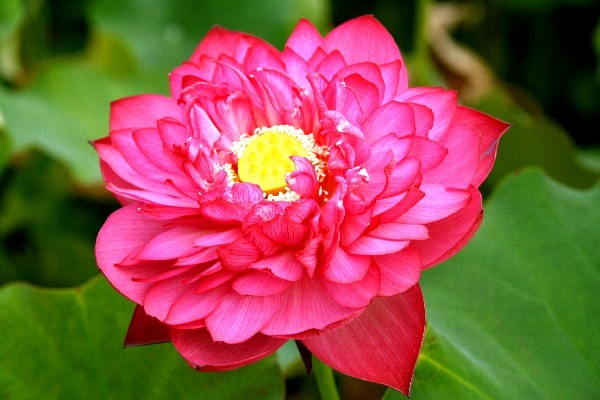 Nelumbo `Rubin vom Mindeltal` - Lotosblume