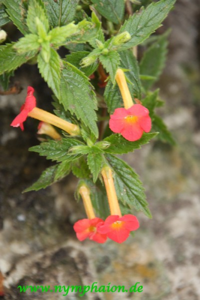 Achimenes `Summer Sunset` - Schiefteller