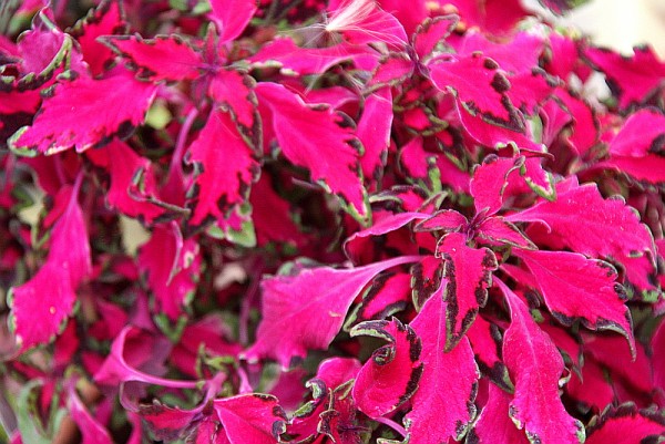 Solenostemon `Pink Chaos` - Buntnessel