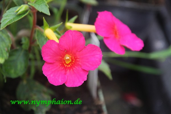 Achimenes `Ice Tea` - Schiefteller